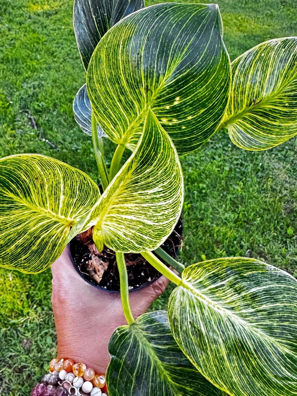 Philodendron Birkin